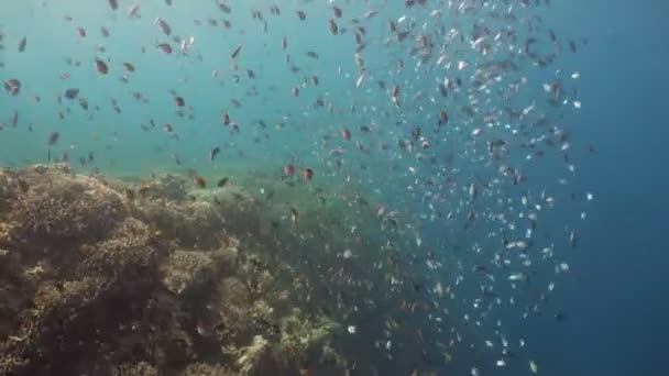 Korálový útes a tropických ryb v Filipínách — Stock video