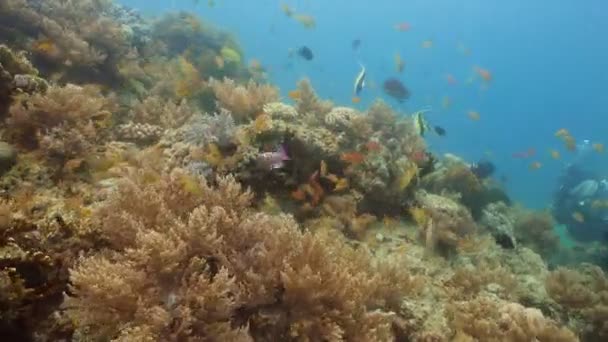 Recifes de Coral e Peixes Tropicais nas Filipinas — Vídeo de Stock