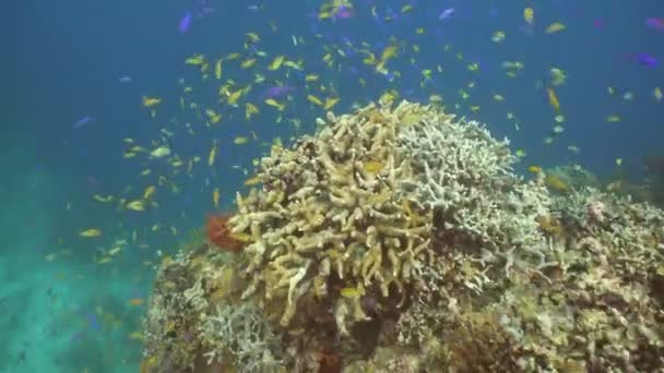 Коралловый риф и тропическая рыба на Филиппинах — стоковое видео