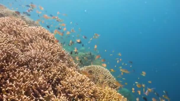 Recifes de Coral e Peixes Tropicais nas Filipinas — Vídeo de Stock