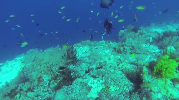 Recifes de Coral e Peixes Tropicais nas Filipinas — Vídeo de Stock