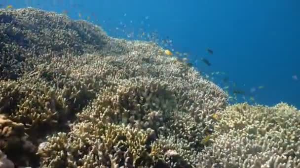 Recifes de Coral e Peixes Tropicais nas Filipinas — Vídeo de Stock