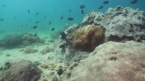 Korallenriff und tropische Fische Philippinen Mindoro — Stockvideo