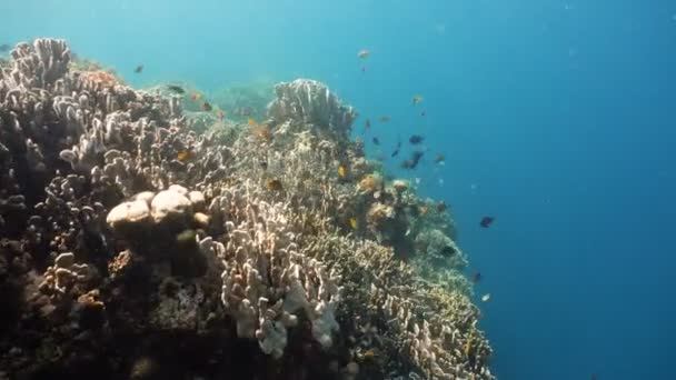 Arrecife de coral y peces tropicales en Filipinas — Vídeo de stock