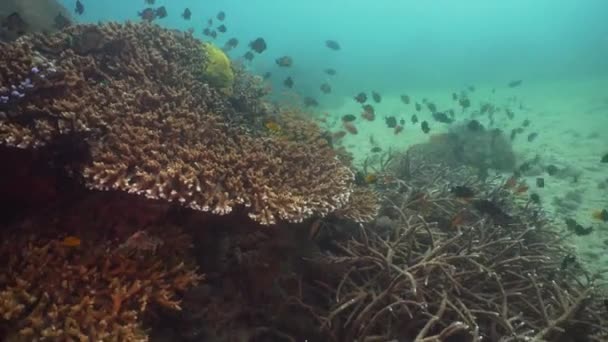 Arrecife de coral y peces tropicales philippines mindoro — Vídeo de stock