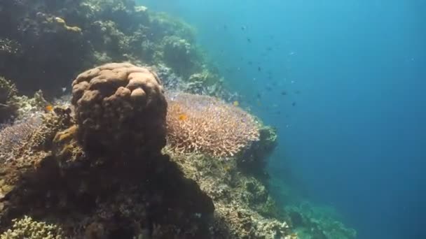 Arrecife de coral y peces tropicales en Filipinas — Vídeo de stock