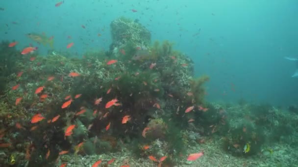 Кораловий риф і тропічна риба Philippines mindoro — стокове відео