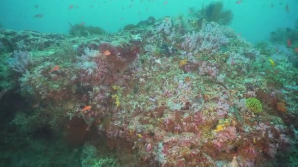 Arrecife de coral y peces tropicales philippines mindoro — Vídeos de Stock