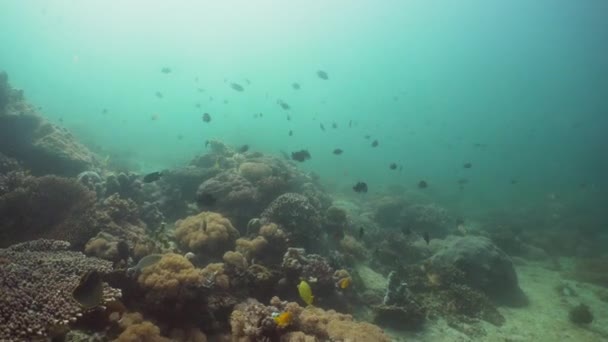 Korallzátony és trópusi hal Fülöp-szigetek mindoro — Stock videók
