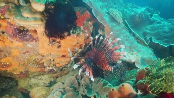 Korallzátony és trópusi hal Fülöp-szigetek mindoro — Stock videók
