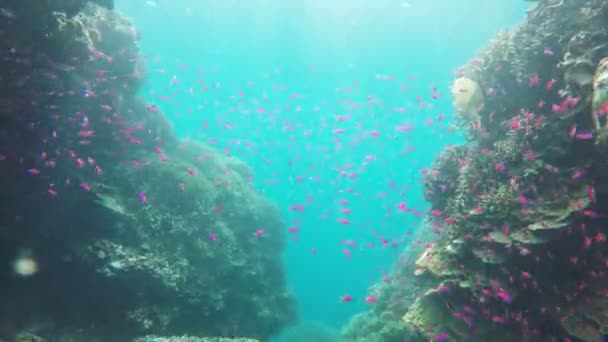 Coral reef and tropical fish — Stock Video