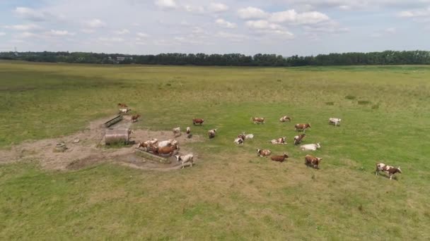 A tehenek legelőn legelnek — Stock videók
