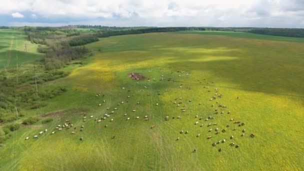 Vliegen over groene veld met grazende koeien — Stockvideo