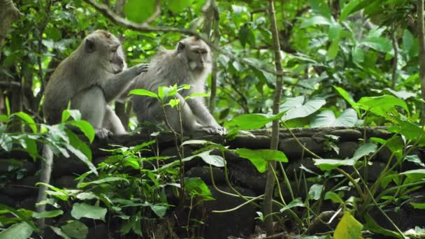 Apen in het bos op Bali — Stockvideo