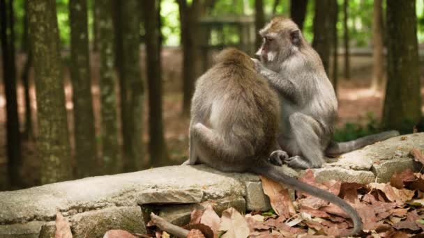 Monkeys in the forest in bali — Stock Video