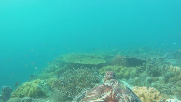 Zeeschildpad in de tropische zee — Stockvideo