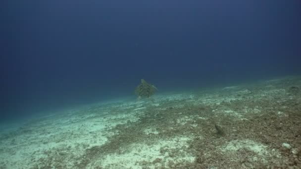 Морська черепаха під водою — стокове відео