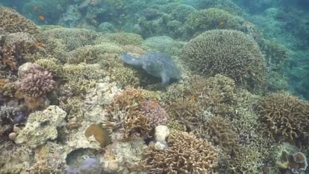 Deniz kaplumbağası su altında — Stok video