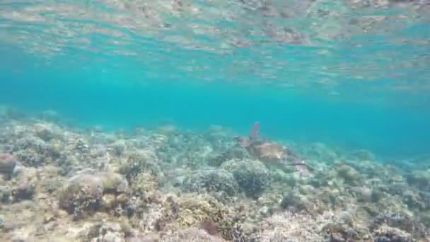 Морська черепаха в тропічному морі — стокове відео