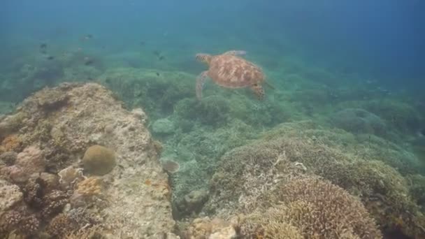 Tortuga marina bajo el agua — Vídeo de stock