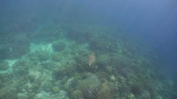 Морська черепаха під водою — стокове відео