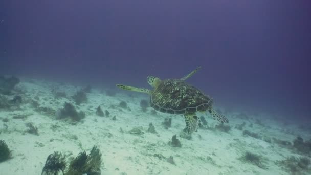 Морская черепаха под водой — стоковое видео