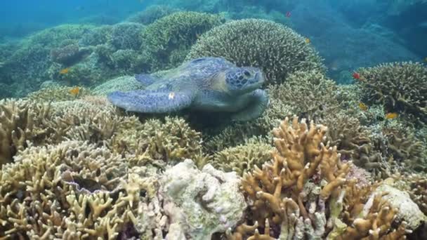 Tortuga marina bajo el agua — Vídeo de stock