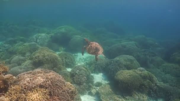 Tortuga marina bajo el agua — Vídeos de Stock