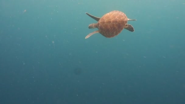 Meeresschildkröte unter Wasser — Stockvideo