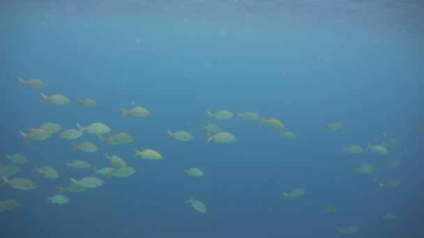 zátonyfarkú trópusi halak Fülöp-szigetek