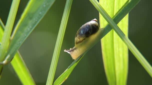 Siput di rumput — Stok Video