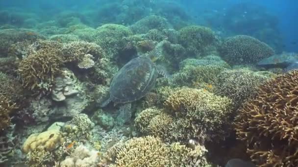 Морская черепаха под водой — стоковое видео