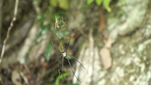 Spinne im Netz — Stockvideo