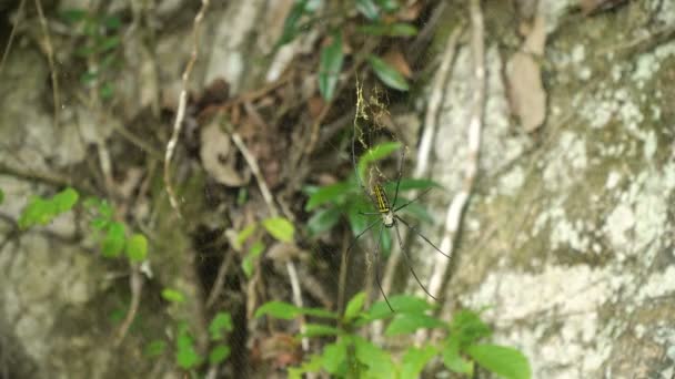 Araignée sur toile — Video