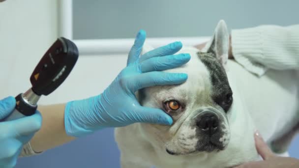 Veterinário oftalmologista examinando os olhos — Vídeo de Stock