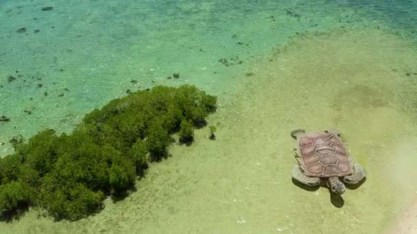 Тропічний острів з піщаним пляжем Палаван — стокове відео