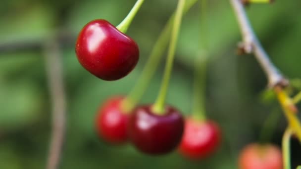 Fruta de cereza en la rama — Vídeo de stock