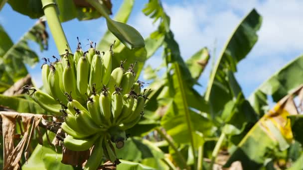 Frutos de plátanos sobre un plátano — Vídeos de Stock