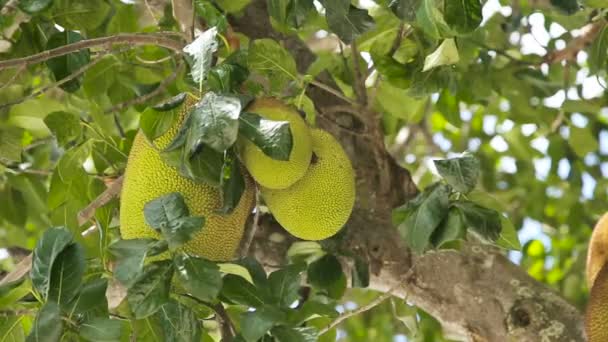 Jackfruit na drzewie — Wideo stockowe