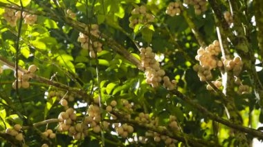 tropik meyve langsat bölgeleri