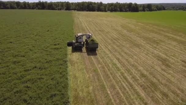 Vista aérea combinar colheitadeira campo de corte — Vídeo de Stock