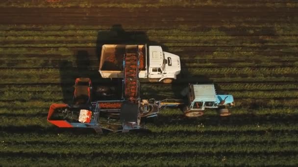 Cosecha de zanahoria en el campo de los agricultores aérea — Vídeo de stock