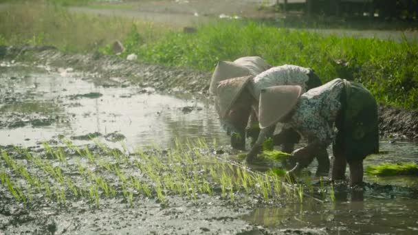 Фермеры выращивают рис — стоковое видео