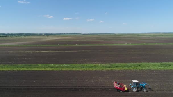 Aardappelen oogsten op het veld — Stockvideo