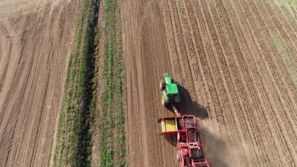 Colheita de beterrabas açucareiras — Vídeo de Stock