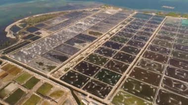 Endonezya 'da karides yetiştiriciliği