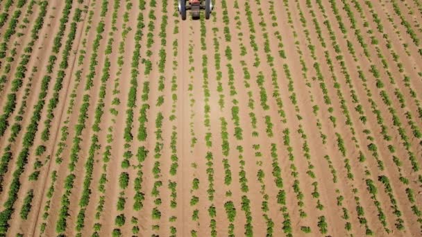 채소 밭에 살충제를 뿌리는 트랙터 — 비디오
