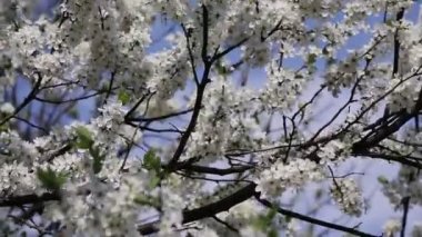 Şube kiraz ağacı çiçekli