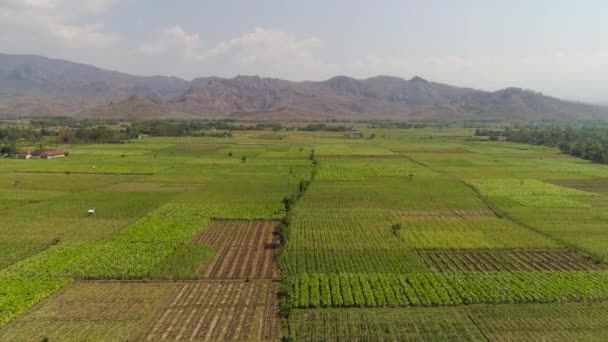 Tierras agrícolas en indonesia Vídeo De Stock