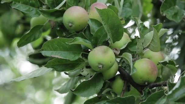 Pommes sur les branches de pommier — Video